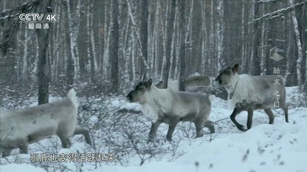 我的电视tv版截图2