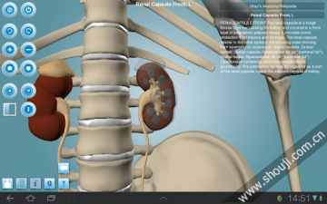 人体构造 Anatomy 3D Pro-Anatronica v2.07截图5
