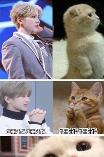 蔡徐坤猫颜表情包官方客户端 v1.0.0截图1