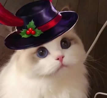 王者荣耀猫咪接头头像示例