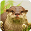 水獭模拟经营游戏安卓中文版（The Otter）